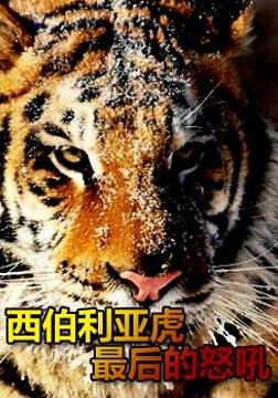 Discovery动物寻奇:西伯利亚虎最后的怒吼海报