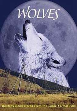 野生动物套装:狼海报