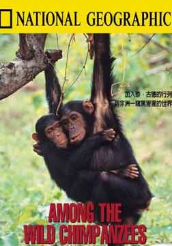 (国家地理)情同手足黑猩猩海报