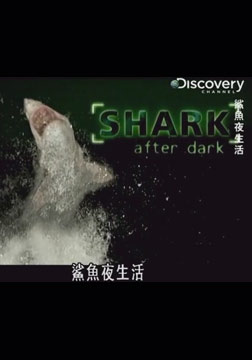(Discovery)鲨鱼夜生活海报