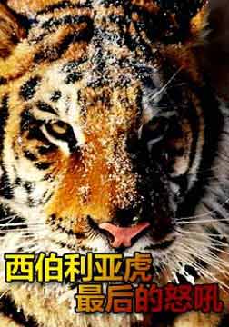 (Discovery)西伯利亚虎最后的怒吼海报