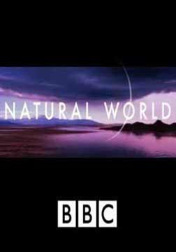 (BBC)自然世界神秘的豹海报
