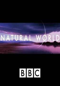 (BBC)自然世界搜寻大象海报