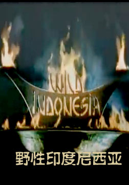 野性印度尼西亚海报
