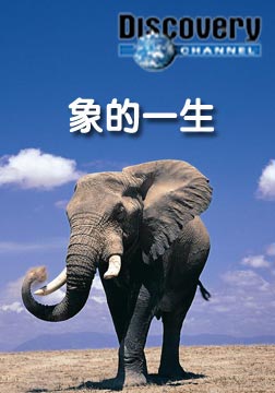 (探索频道)象的一生海报