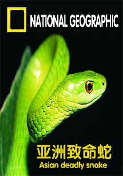 (国家地理)亚洲致命蛇海报