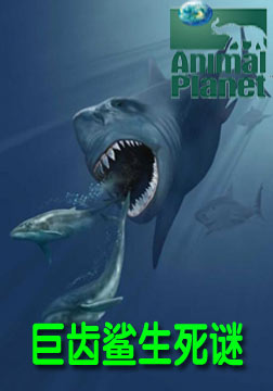 (动物星球)巨齿鲨生死谜海报