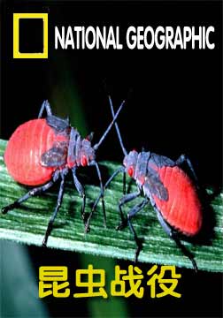 (国家地理)昆虫战役海报