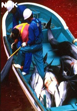 (NHK)与鲸共生：海豚湾太地町的六个月海报