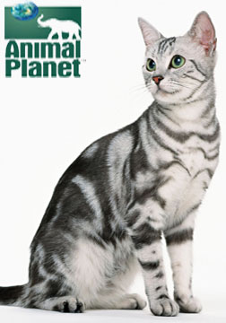 (动物星球频道)猫咪一零一第二季：俄罗斯国猫海报